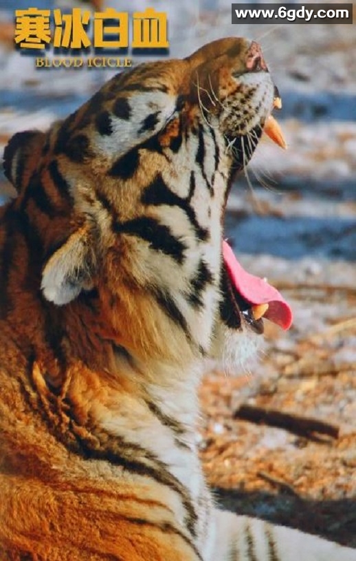 2025年国产悬疑片《寒冰白血》HD国语中字迅雷下载