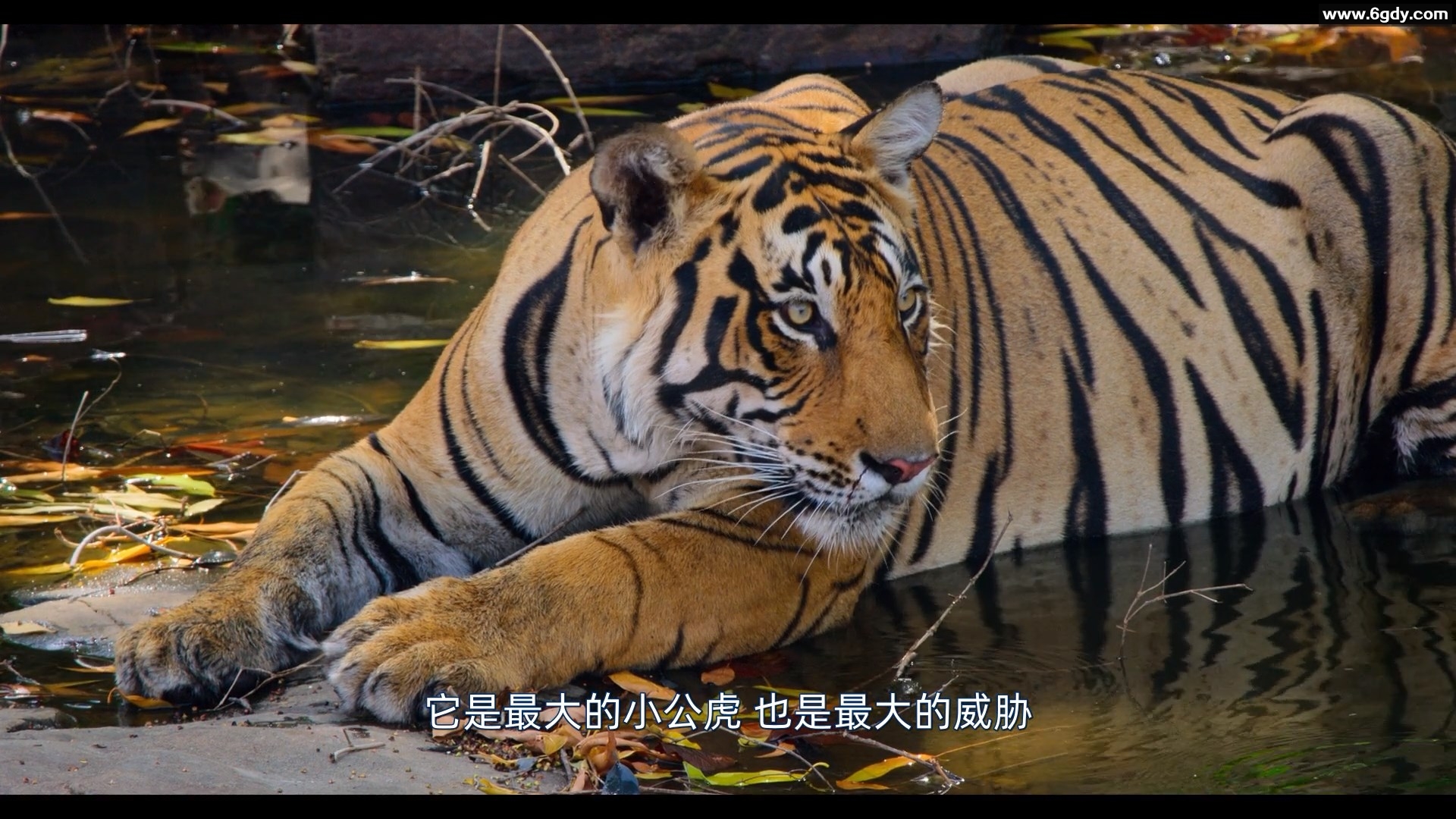 老虎 2024 英语中字 HD1080P