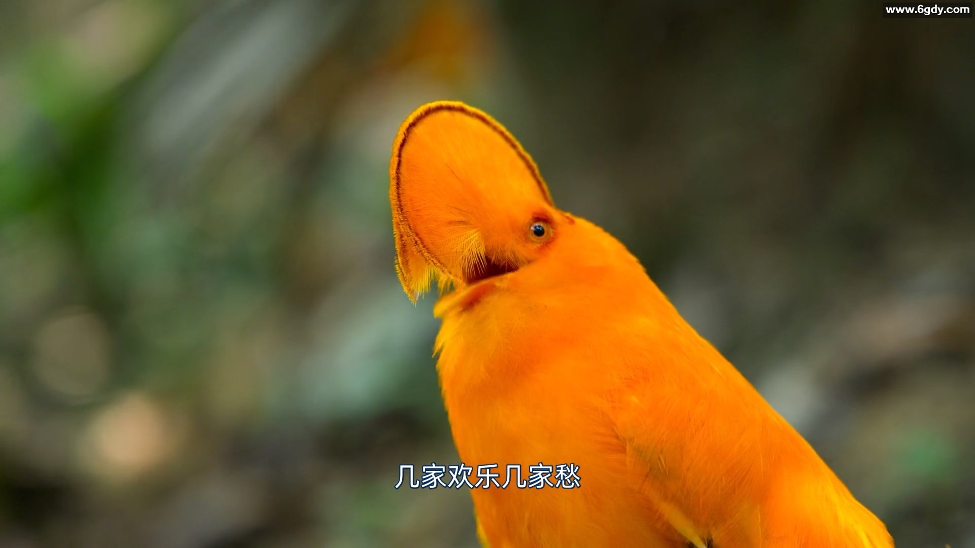 与鸟共舞 2019 英语中字 HD1080P