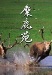 麋鹿苑(2023)完结已完结 共2集迅雷网盘全集下载