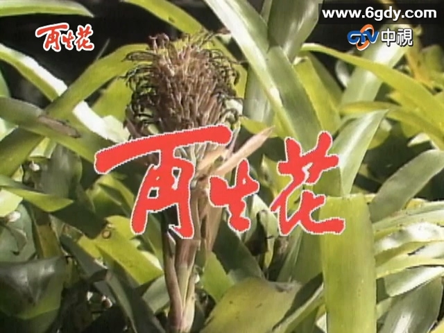 再生花1990(1990)完结已完结迅雷网盘全集下载