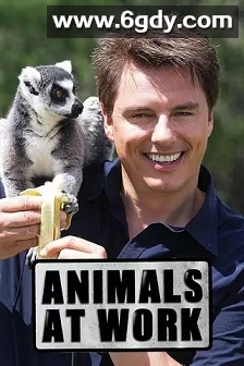 动物打工记(2008)完结13集全迅雷网盘全集下载