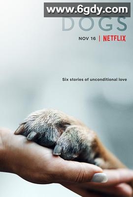 爱犬情深 第一季(2018)完结6集全迅雷网盘全集下载