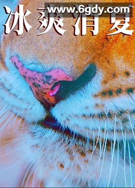 寒冰白血(2025)HD高清迅雷网盘磁力下载