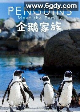 企鹅家族(2020)HD高清迅雷网盘磁力下载