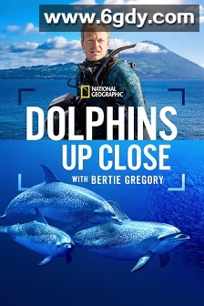 摄影师贝尔蒂与海豚零距离(2025)HD高清迅雷网盘磁力下载